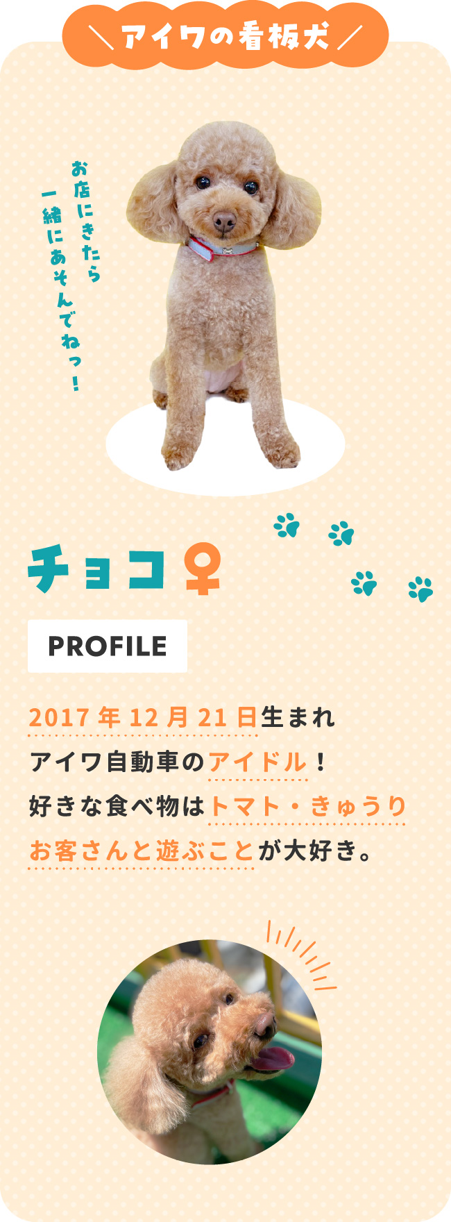 アイワの看板犬 チョコ