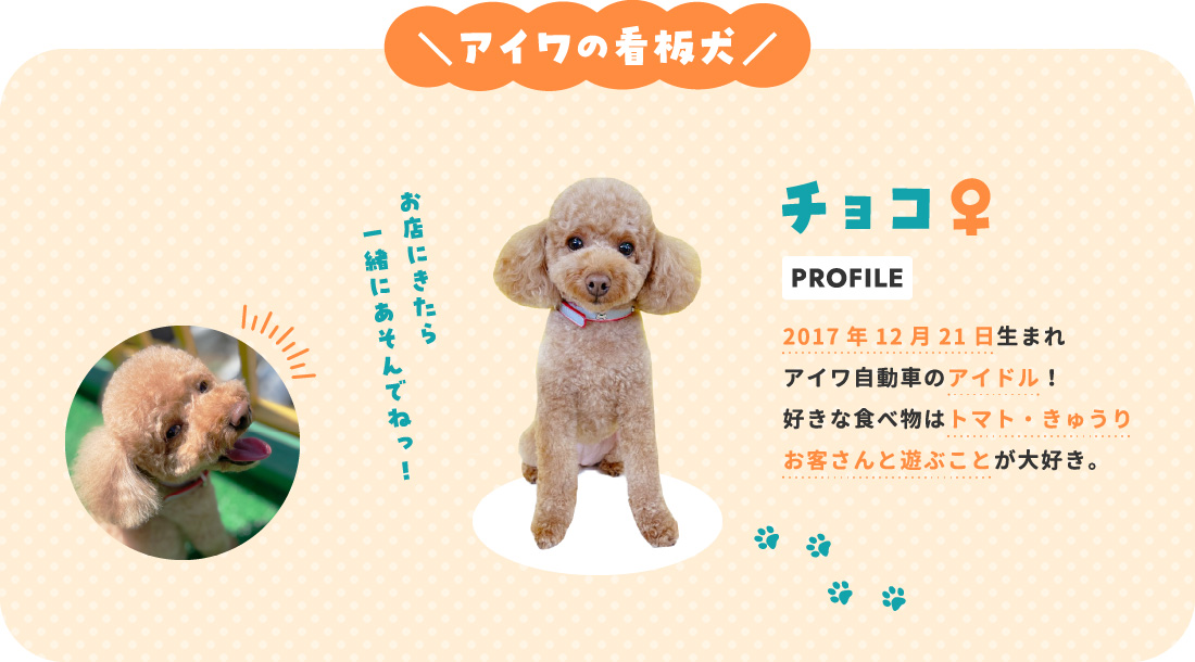 アイワの看板犬 チョコ