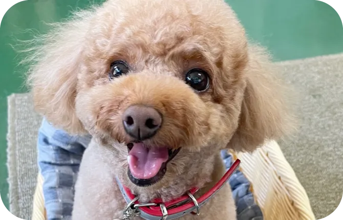 看板犬 チョコ がお出迎え！